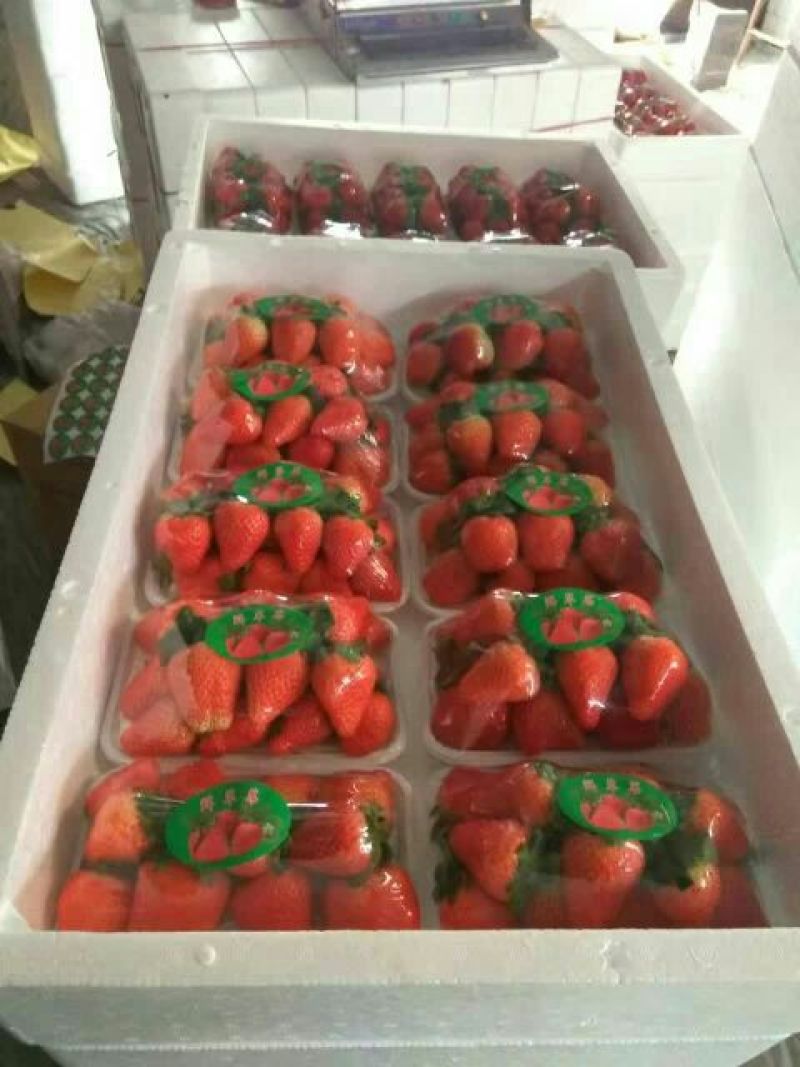 法兰蒂草莓20克以上