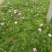 长春花