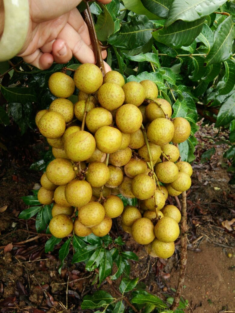 广西南宁市武鸣区石硖龙眼 20毫米以上 精品批发_黄菊英供应_一亩田农业网