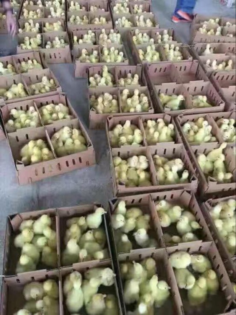 狮头鹅苗