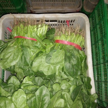 越冬菠菜25~30厘米