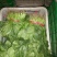 越冬菠菜25~30厘米