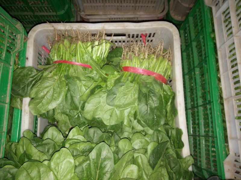 越冬菠菜25~30厘米