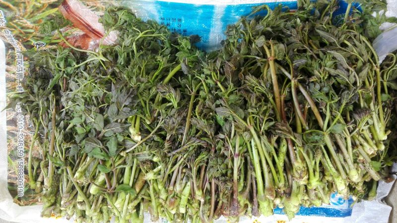 山野菜
