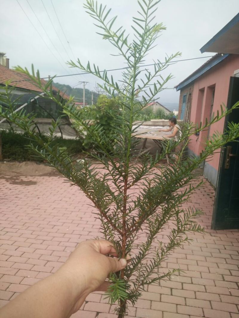 东北红豆杉苗30~40cm