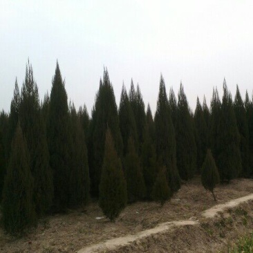 河南桧柏，刺柏，河南塔柏，河南省潢川县苗木基地直销批发