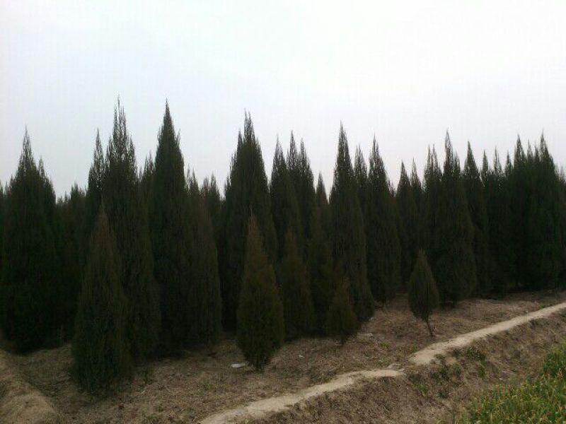河南桧柏，刺柏，河南塔柏，河南省潢川县苗木基地直销批发