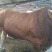 黄牛100~200kg