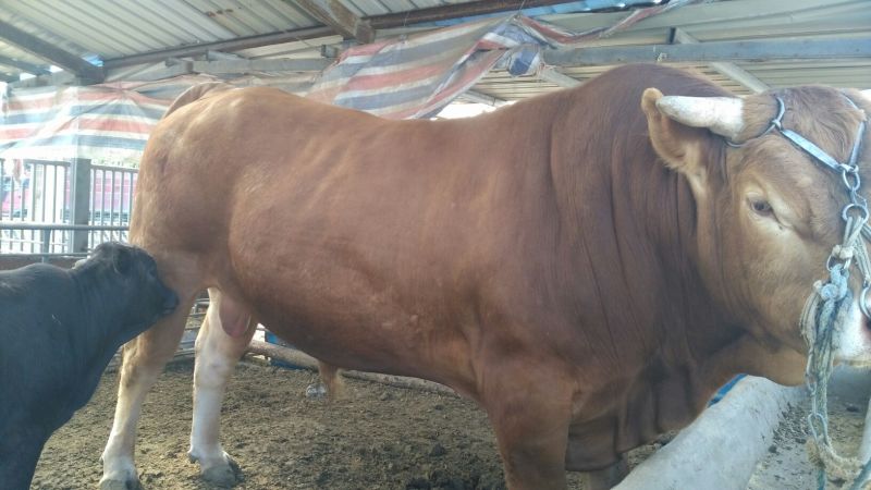 黄牛100~200kg