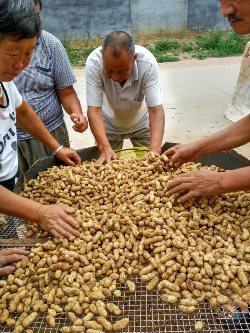 带壳花生鲜货带壳