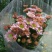 白菊花50~80cm