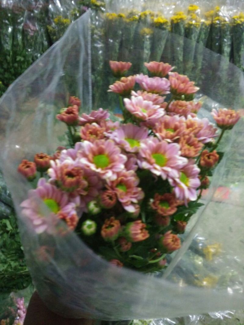 白菊花50~80cm