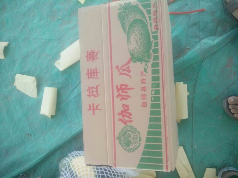伽师瓜5斤以上椭圆形