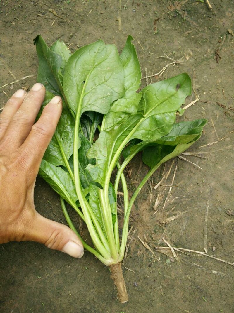 大叶菠菜35~40厘米