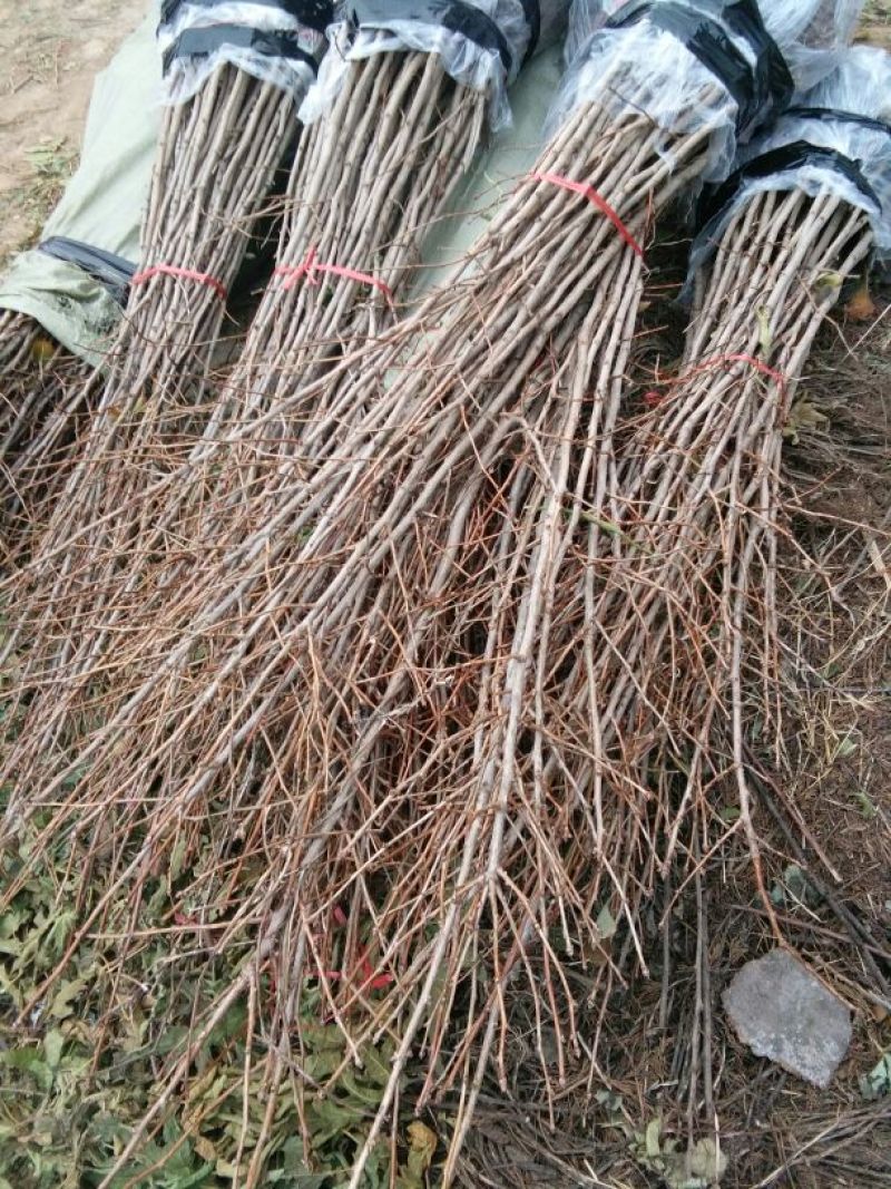 银杏苗80cm以上，工程大苗，5-18公分数量大价格低