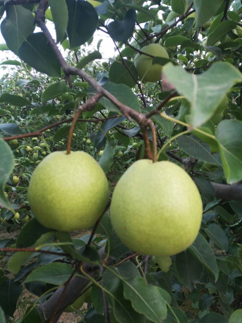 蜜梨200~250g光果
