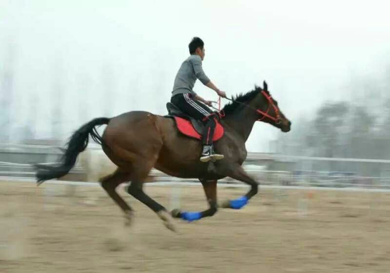 阿拉伯马400~500kg
