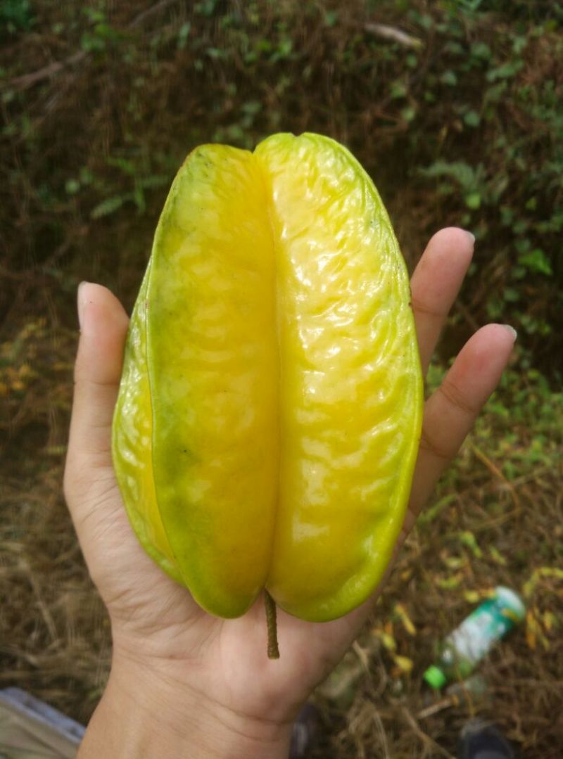 小果甜杨桃2~3两