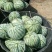 8424西瓜5斤打底8成熟1茬
