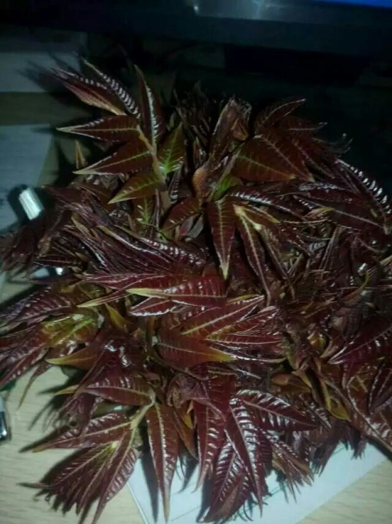 香椿苗