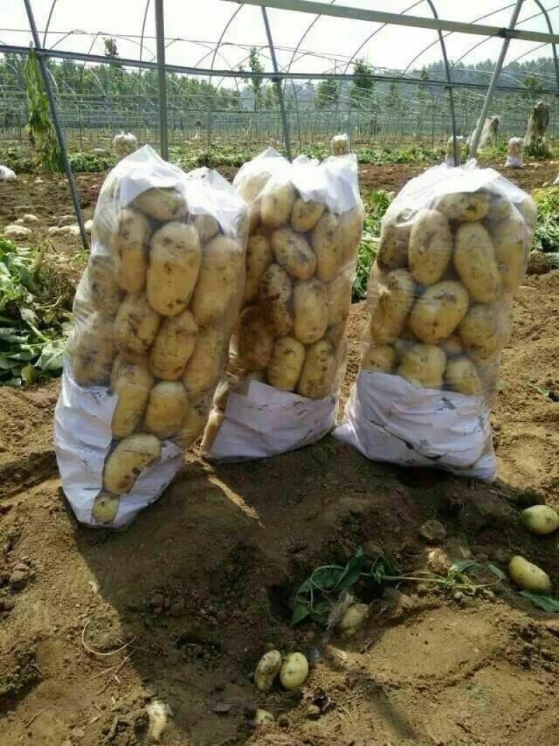 红薯粉条中粉