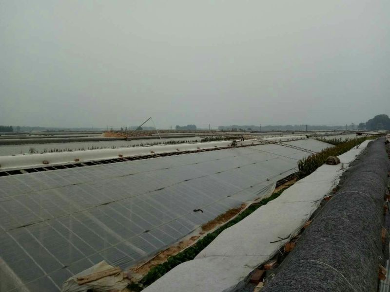 密刺黄瓜鲜花带刺18~22公分