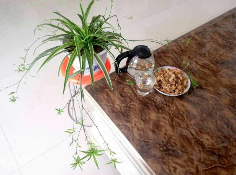 白菊花茶