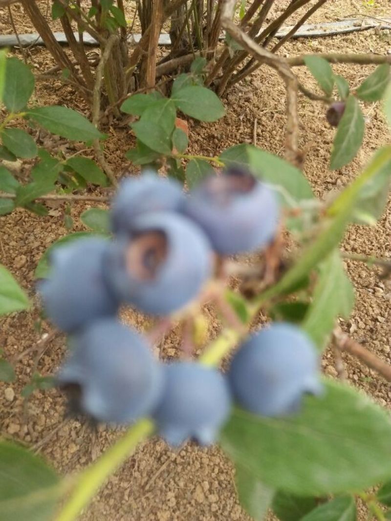 蓝莓4~6mm以上