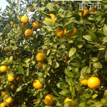 贡桔5.5~70cm