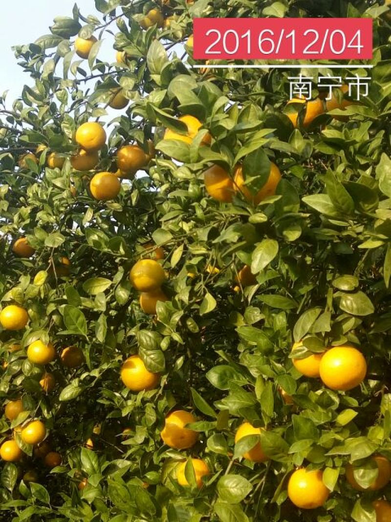 贡桔5.5~70cm