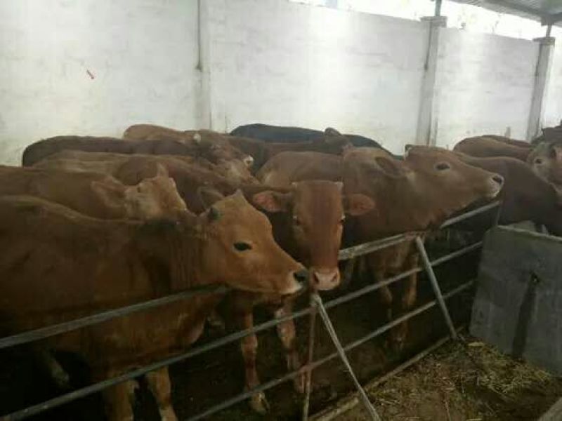 鲁西黄牛犊100~200kg