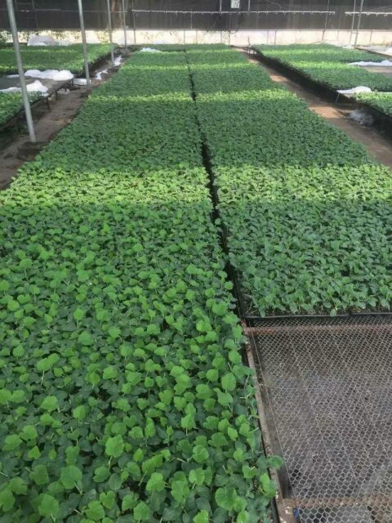 黄瓜苗