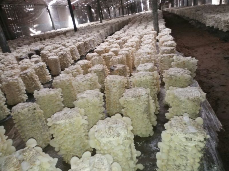 白木耳一级