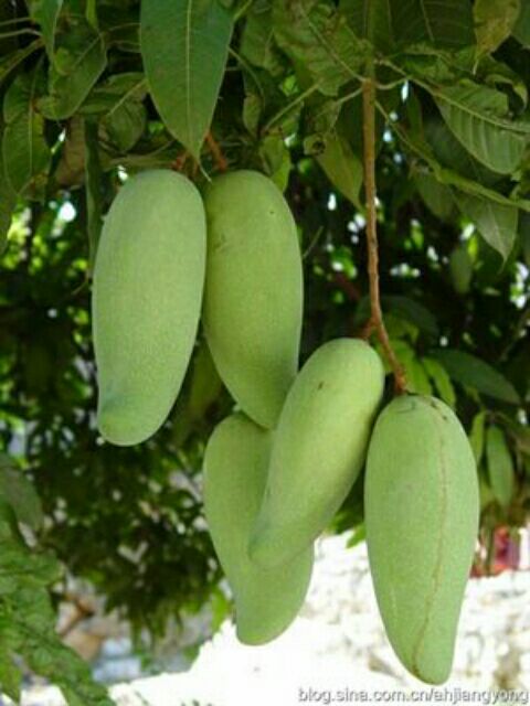 田阳县果菜批发市场桂七芒 5两以上批发_谭金