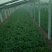 名门菠菜15~20厘米