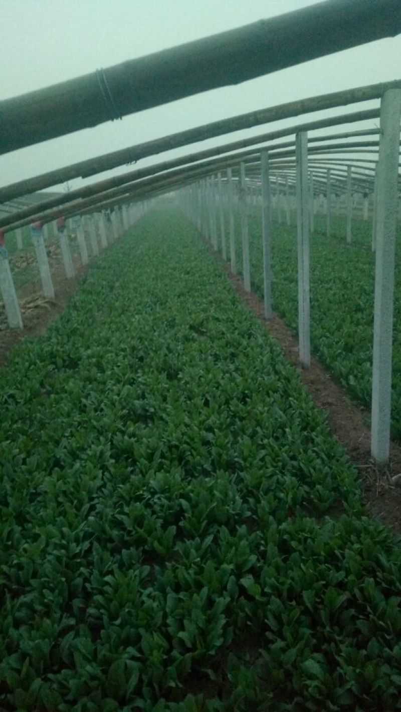 名门菠菜15~20厘米