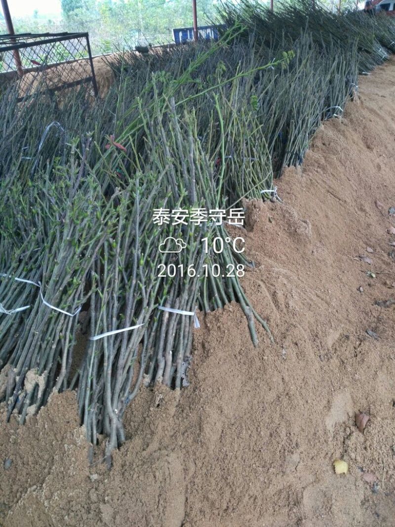 核桃苗纯正嫁接两年苗，品种香玲，强特，辽核