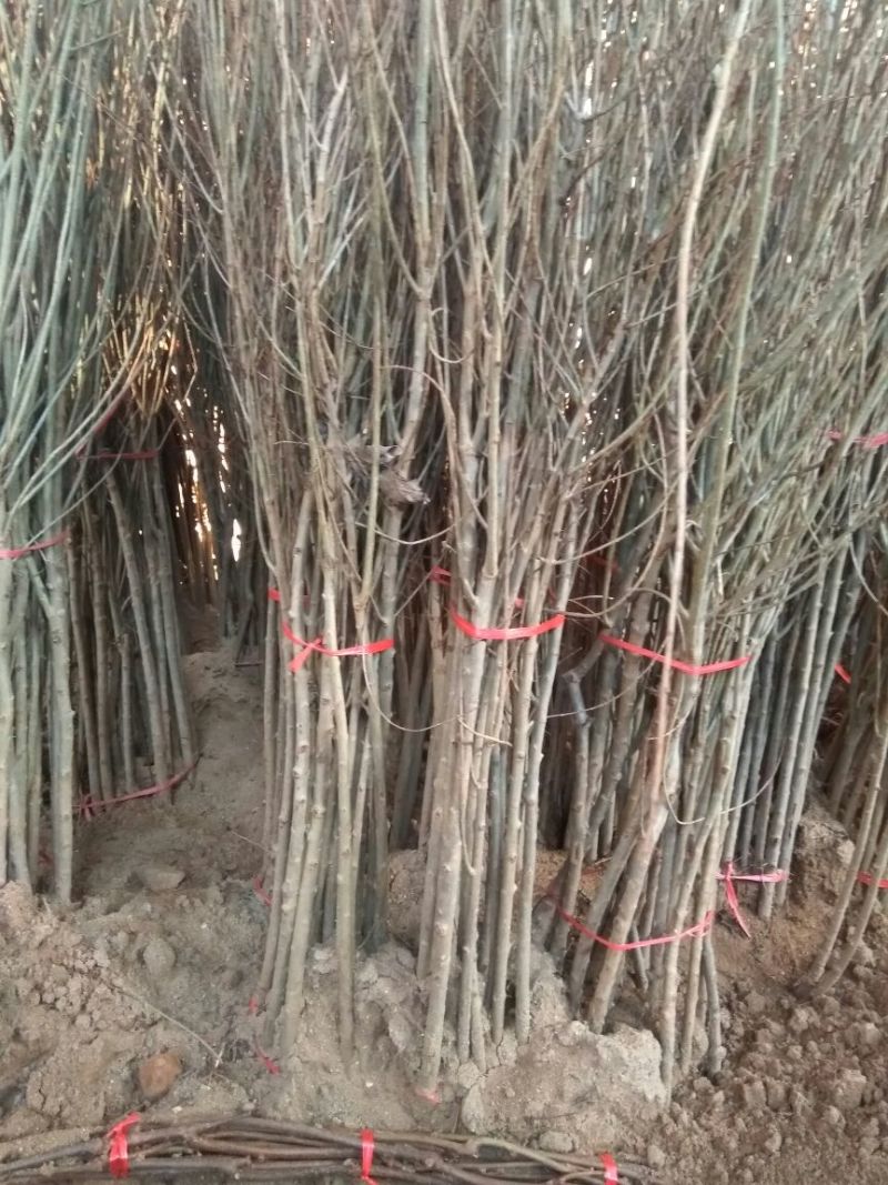 泰山红石榴树苗红如意石榴树苗石榴树苗蒙阳红石榴苗