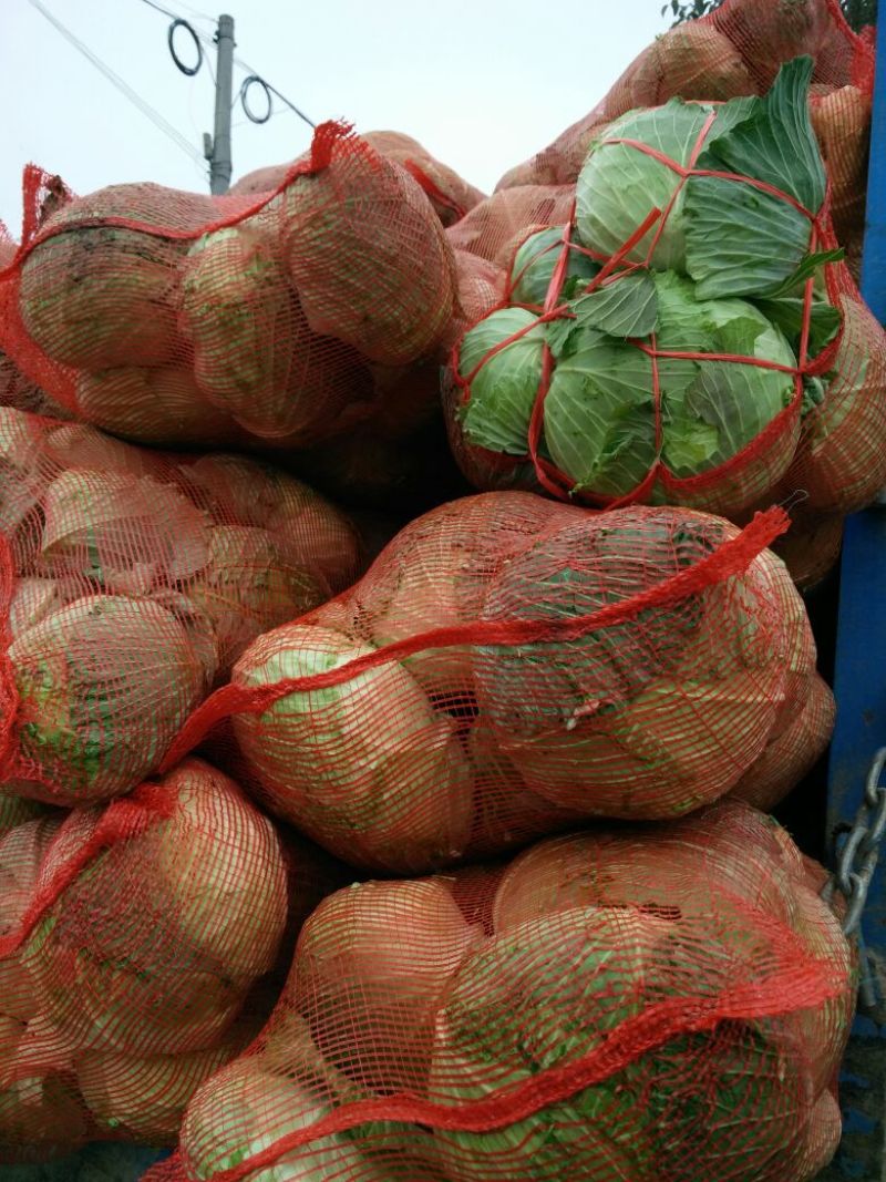 优选湖北基地扁包菜，大量有货质优价廉一手货源现砍现发品质