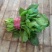 大叶菠菜20~25厘米