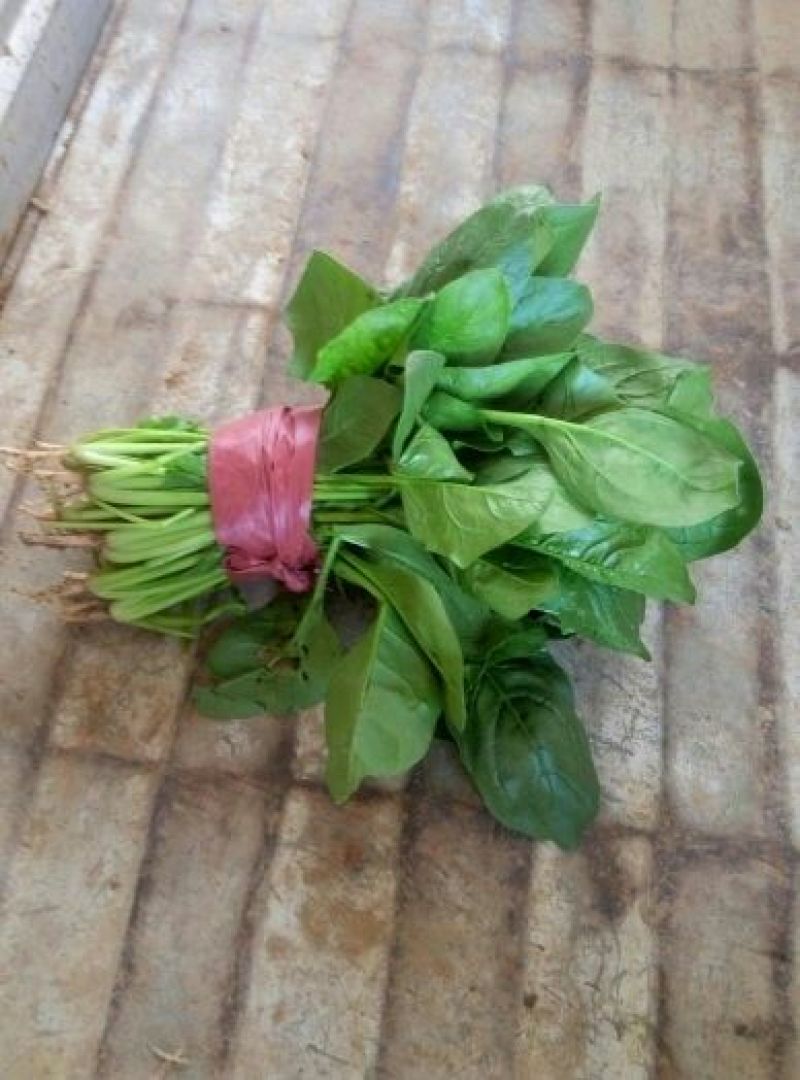 大叶菠菜20~25厘米
