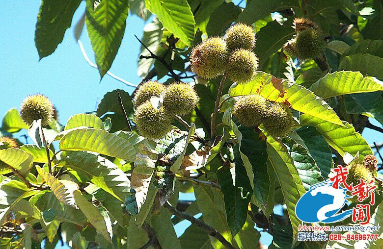 四川攀枝花市仁和区板栗 中粒 菜栗种批发_杨