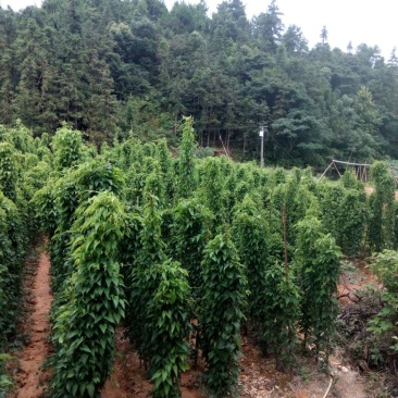 白薯白心8两以上