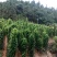 白薯白心8两以上