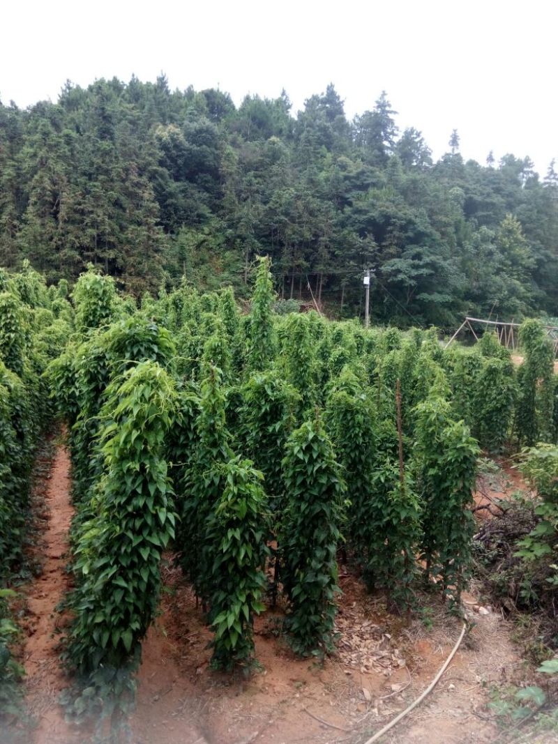 白薯白心8两以上