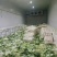 黄心大白菜，456斤大面积上市
