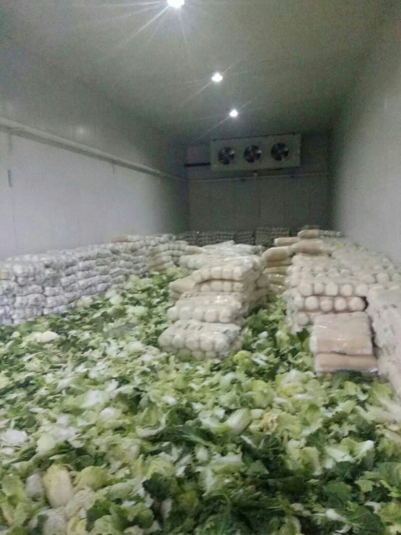 黄心大白菜，456斤大面积上市