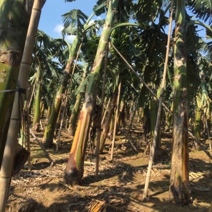 广东佛山市三水区粉蕉 八成熟批发_陈生供应_