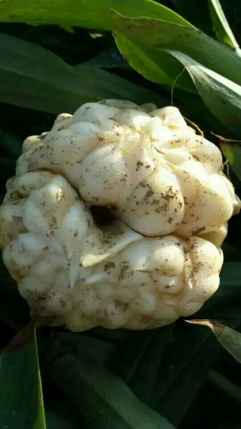 鲜龙牙百合，精挑细选，产地直供