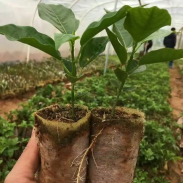 满天星百香果苗10~20cm